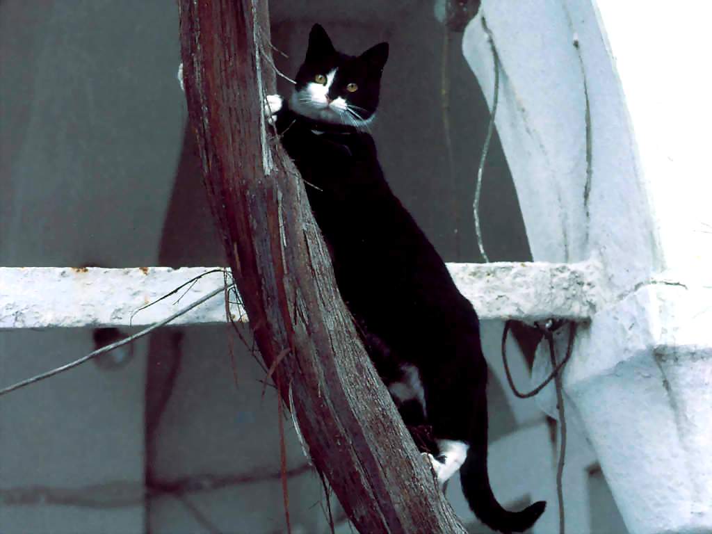Gatti (214)